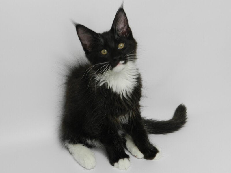 Diego Maine Coon male, black bicolour