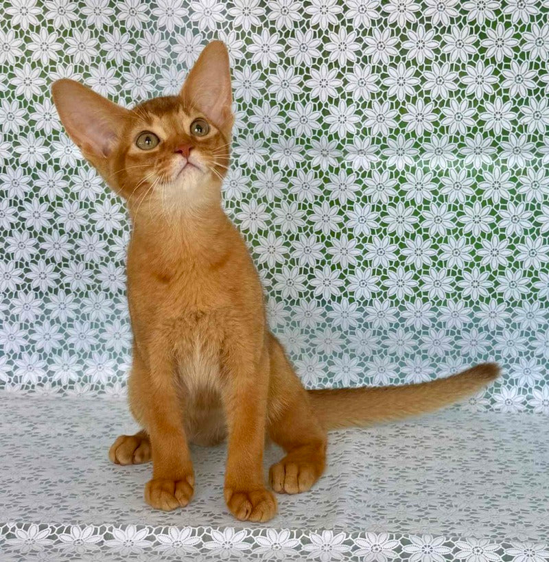 Electra Abyssinian female sorrel - live animals
