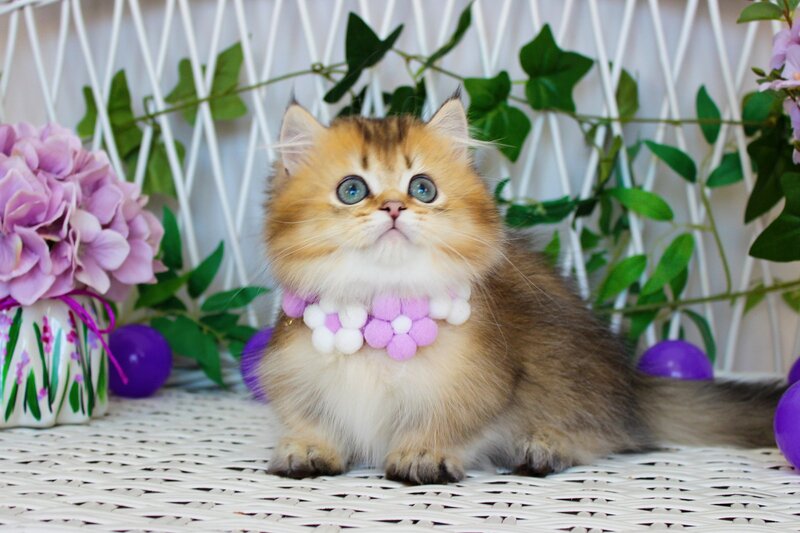 Diamond Munchkin male, chocolate golden ticked tabby