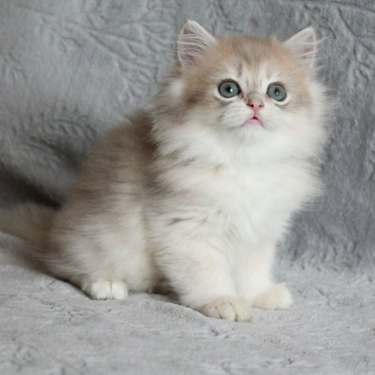 Kaiser British Longhair male, blue golden chinchilla