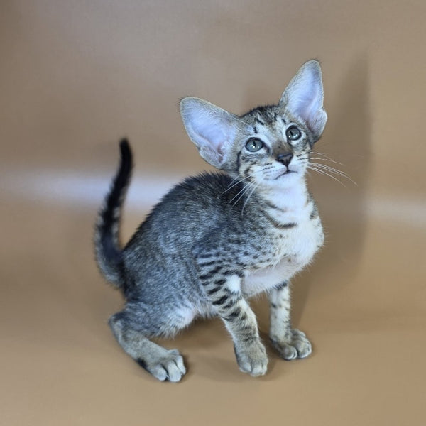 Yvette Oriental Shorthair female, black spotted tabby