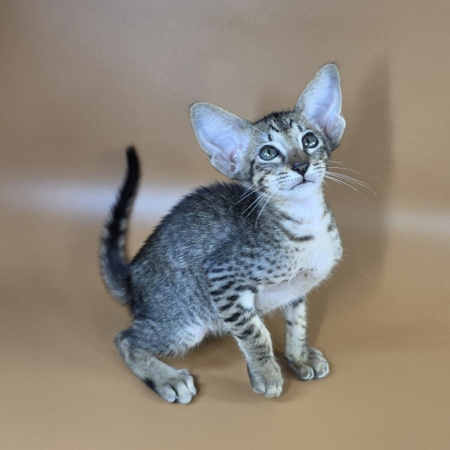 Yvette Oriental Shorthair female, black spotted tabby