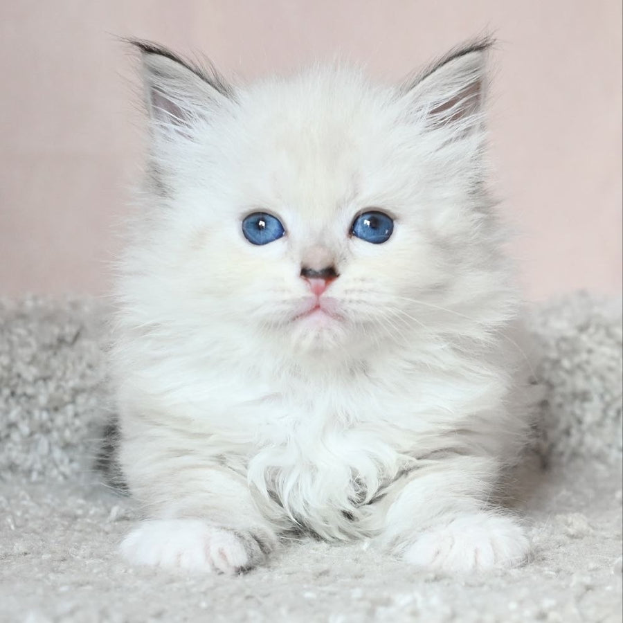 Lana Siberian female, black tabby pointed with white