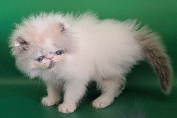 Nemo Persian male cream pointed bicolour - live animals