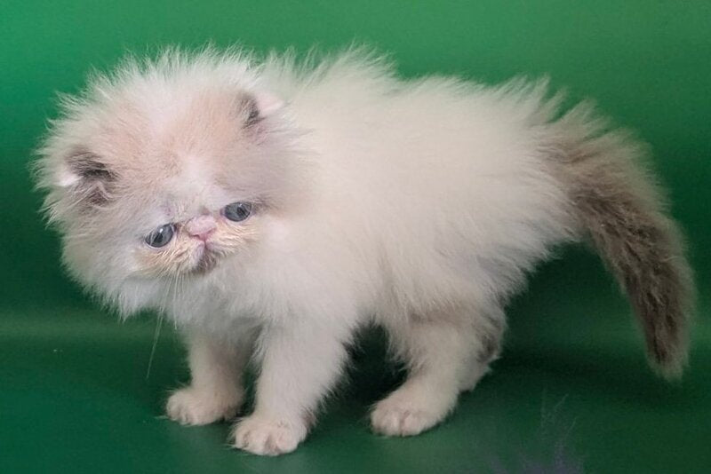 Nemо Persian male, cream pointed bicolour
