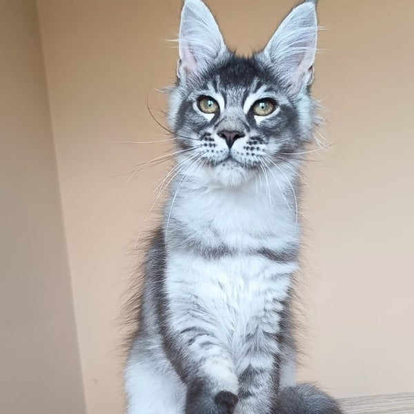 Espiro Maine Coon male, black silver ticked tabby