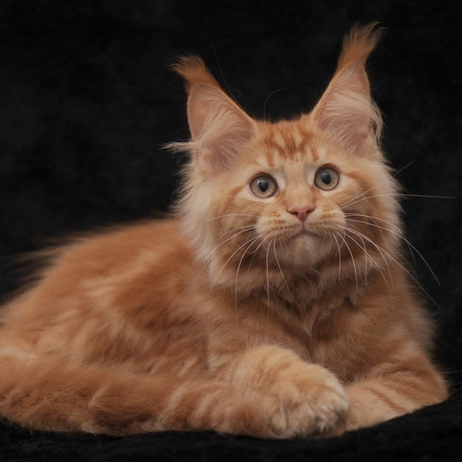 Rеу Maine Coon male, red