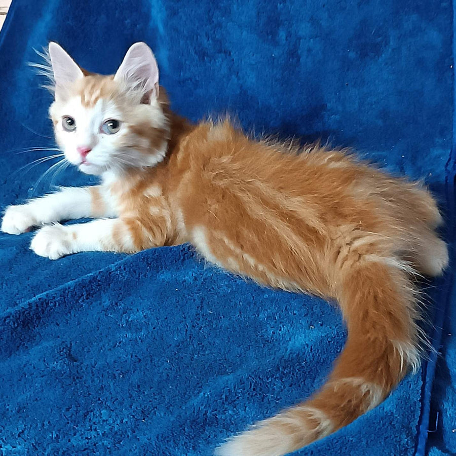Еlizabet Siberian female, red with white tabby