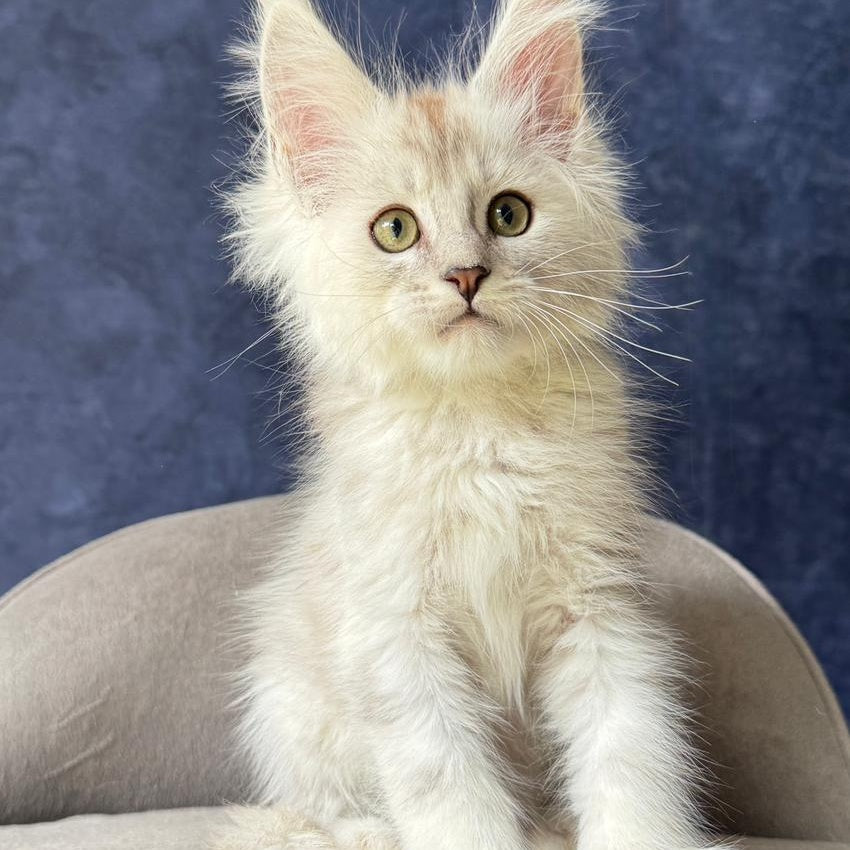 Wafan Maine Coon male, black silver ticked tabby