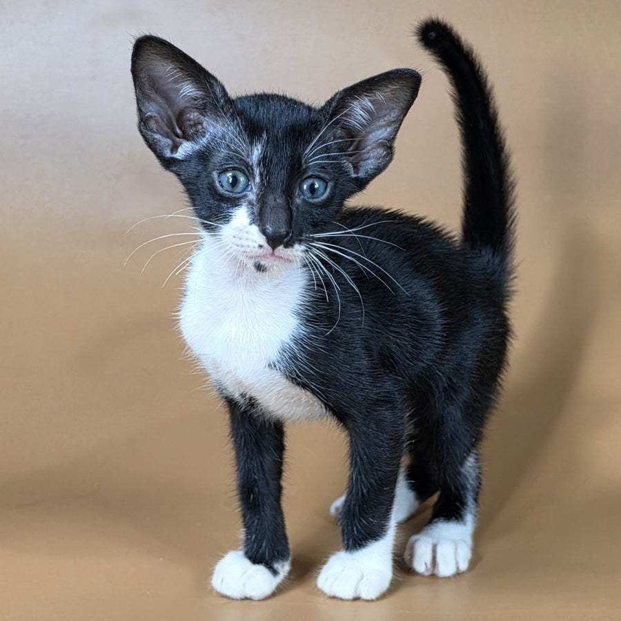 Daphne Oriental Shorthair female, black bicolour