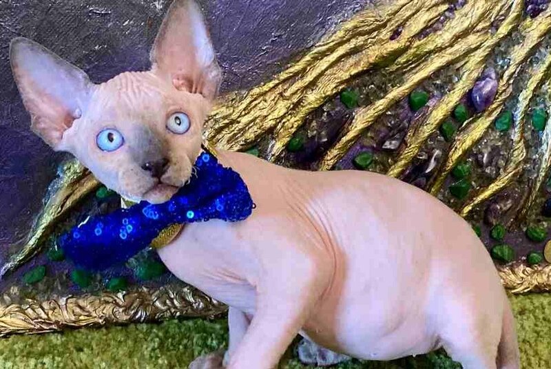 Alex Canadian Sphynx male, blue pointed