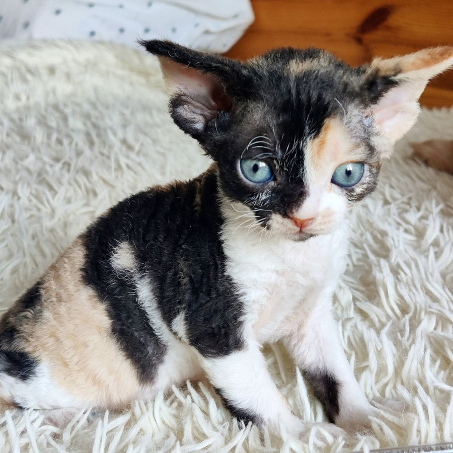 Leya Devon Rex female, black tortie bicolour