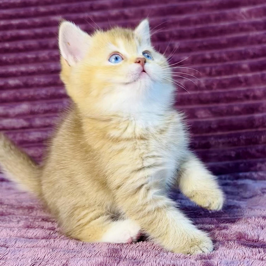 Eden British Shorthair female, cinnamon golden shaded with white