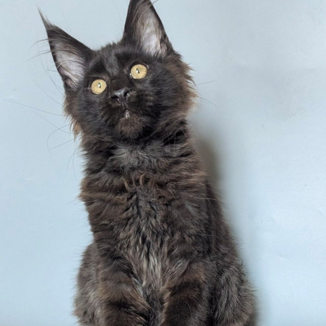 Kаssandra Maine Coon female, black
