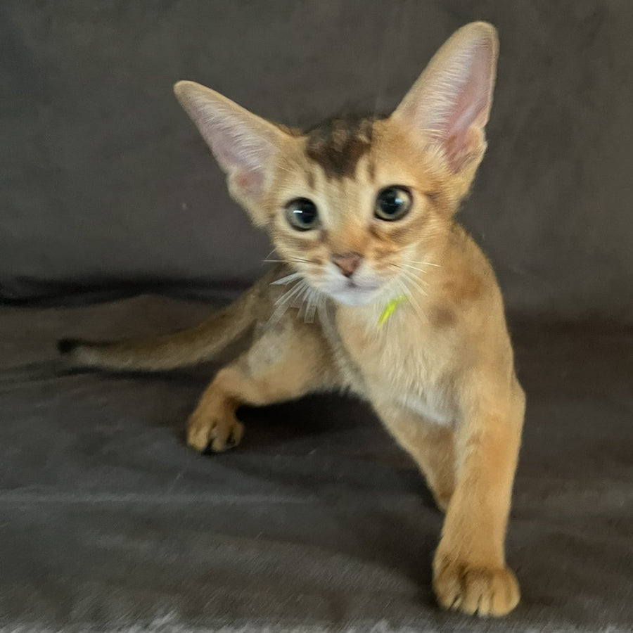 Flora Abyssinian female, black