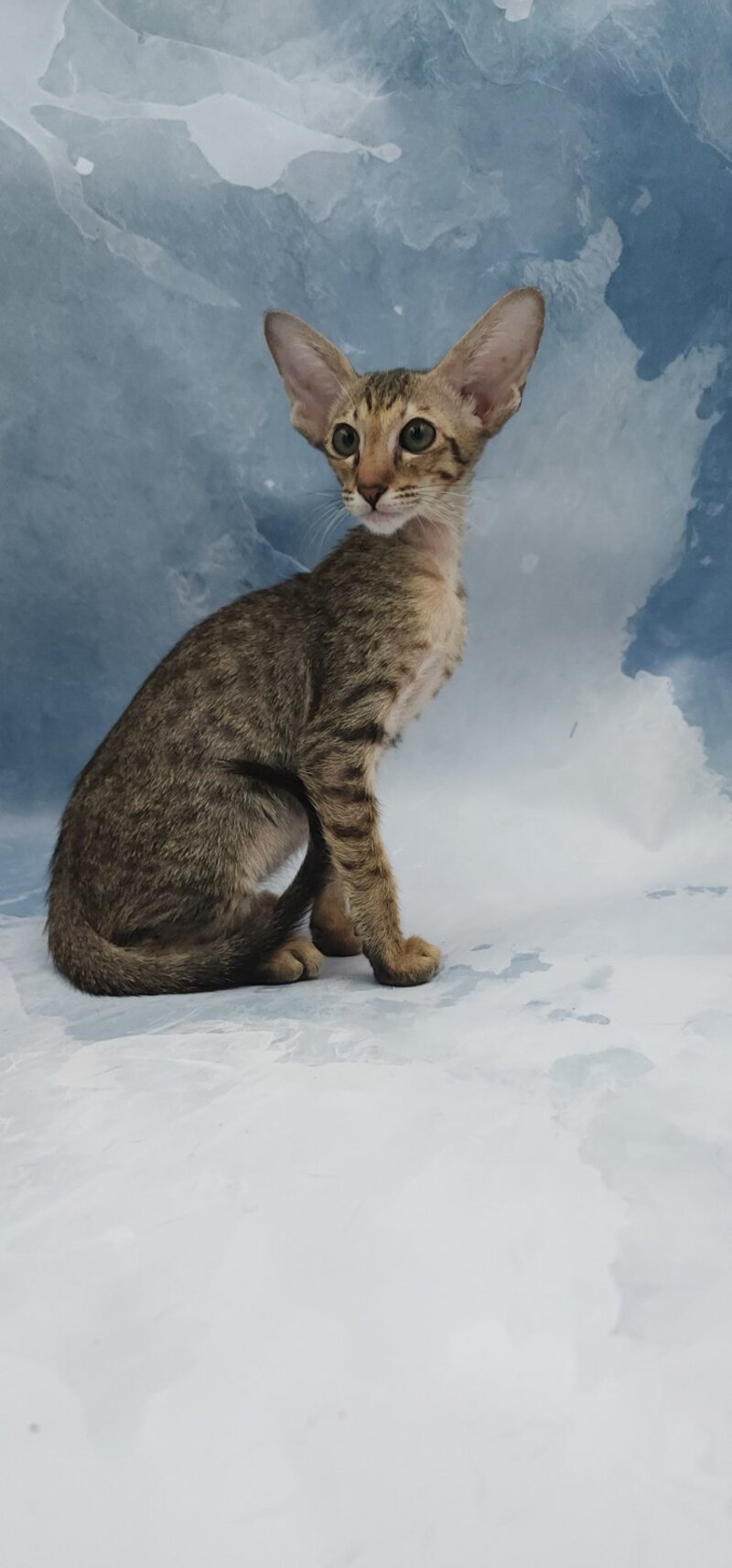 Odette Oriental Shorthair female, black spotted tabby