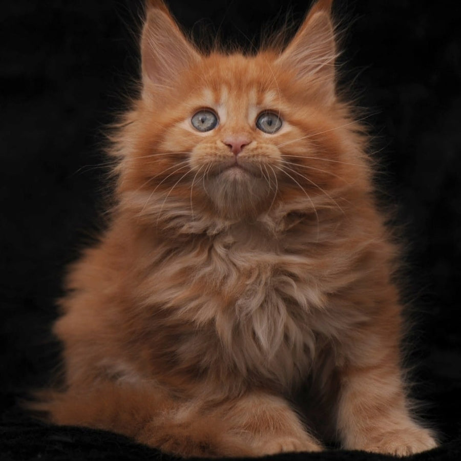 Sally Maine Coon female, red