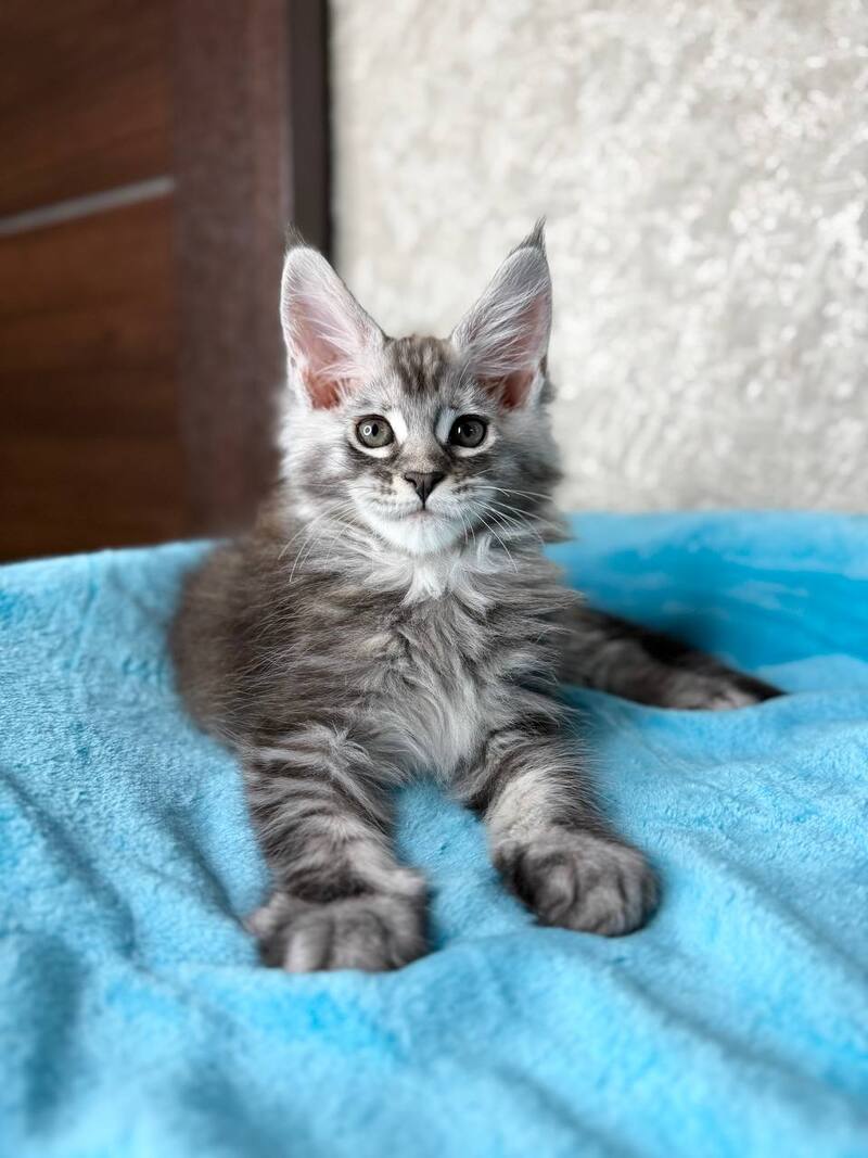 Zlata Maine Coon female, black silver ticked tabby