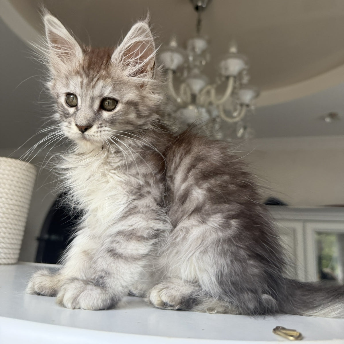 Diodora Maine Coon female, black silver tabby