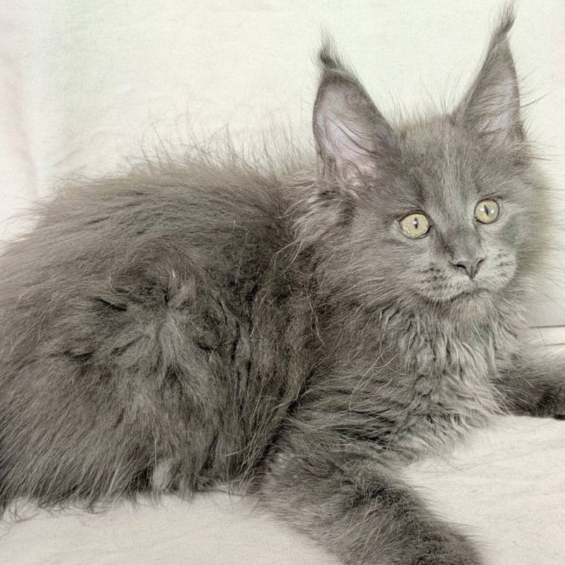 Jazz Maine Coon male, blue silver
