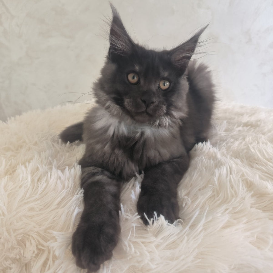Xelius Maine Coon male, black silver