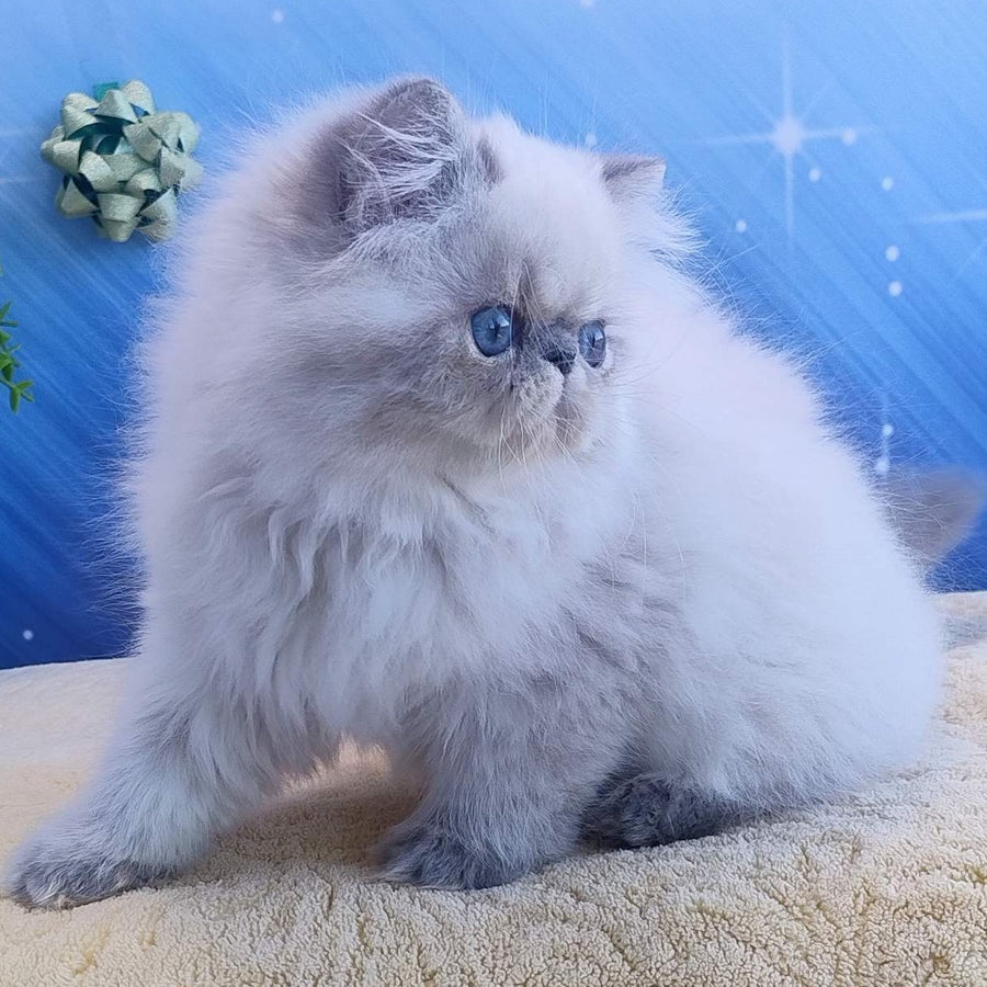 Hogan Persian male, blue tabby pointed