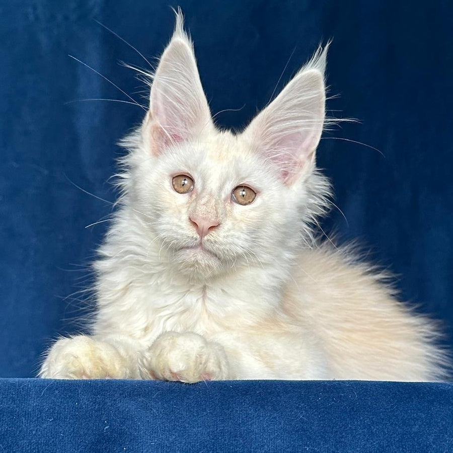 Large Sam Maine Coon male, red silver shaded