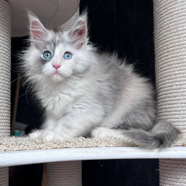 Nino Maine Coon female, black tortie silver bicolour