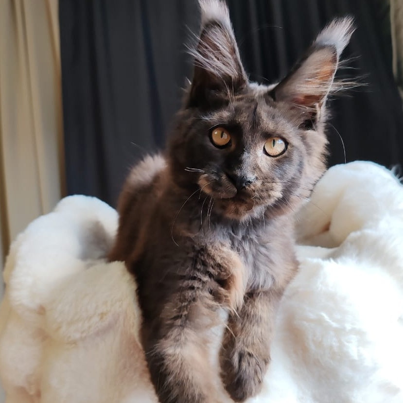Sarhan Maine Coon male, black silver