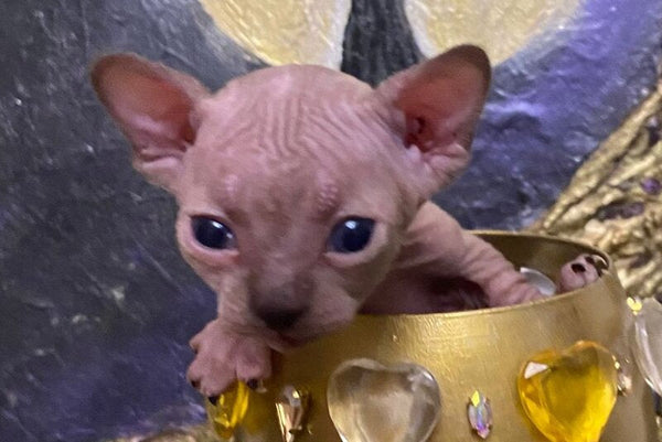 Aria Bambino female chocolate tortie live animals