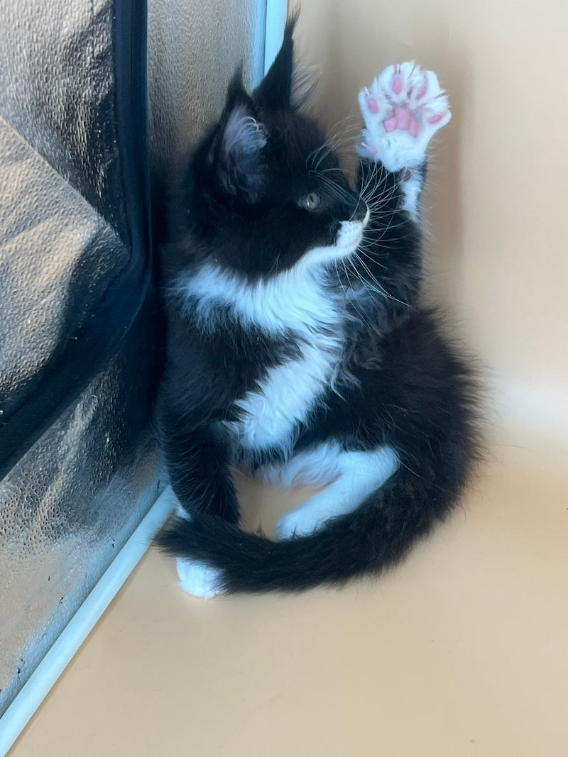 Betmann Maine Coon male, black bicolour