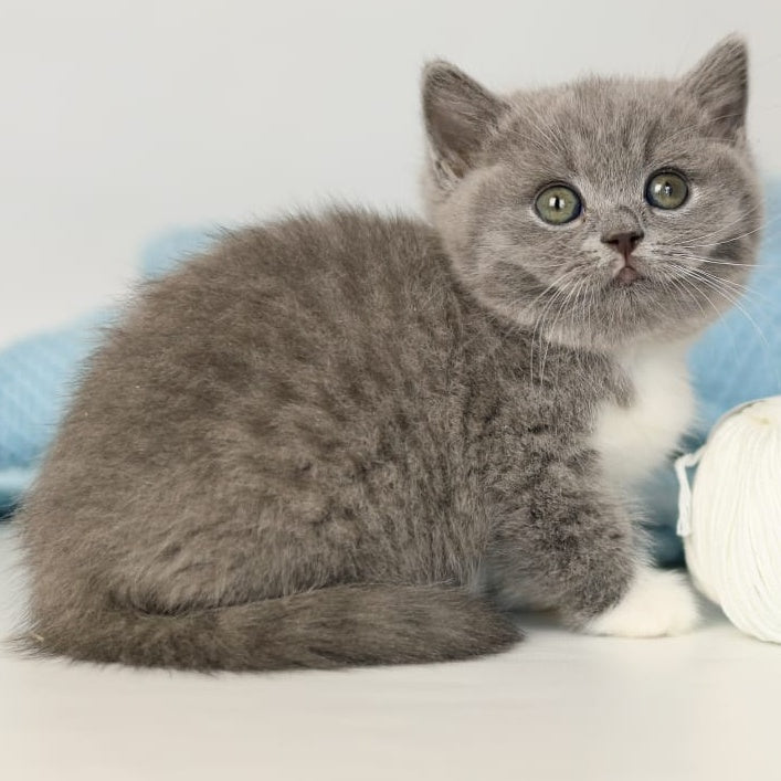 Petra British Shorthair female, blue bicolour