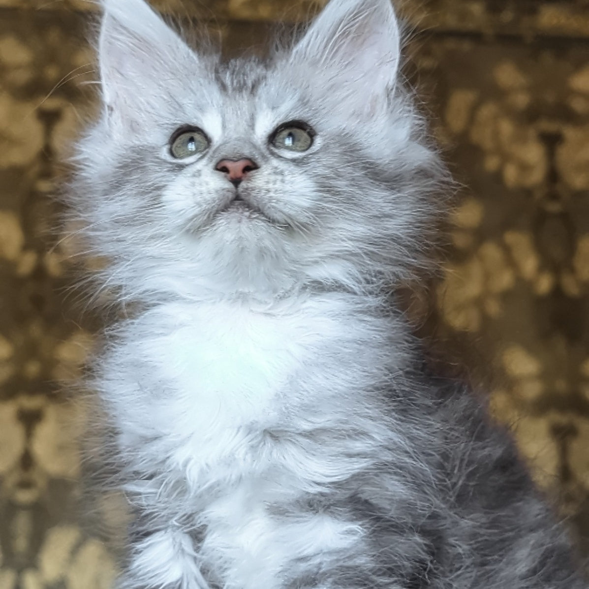 Inneta Maine Coon female, black silver tabby with white