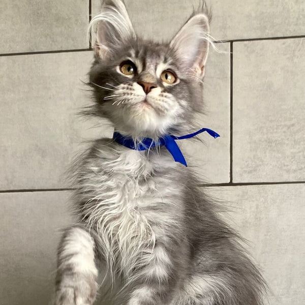 Ussuriysk Maine Coon male, blue silver tabby