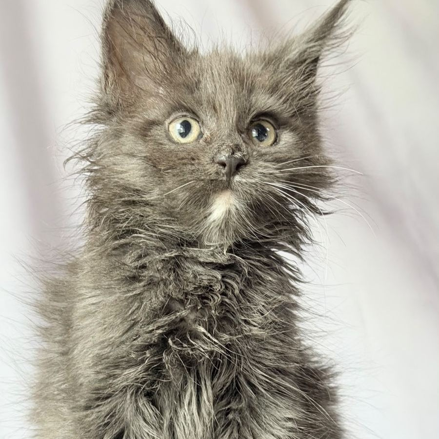 Nigel Maine Coon male, blue with white