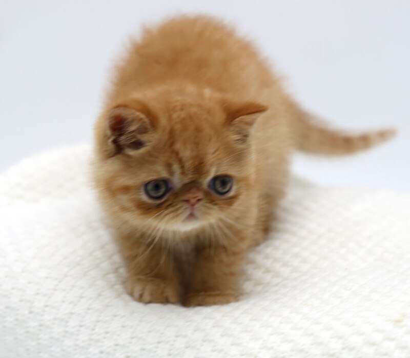 Rokki Exotic male, red spotted tabby
