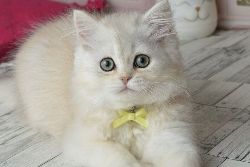 Ruby Scottish Straight female black silver shaded - live animals