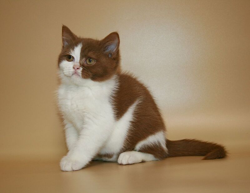 Jasper British Shorthair male, cinnamon bicolour