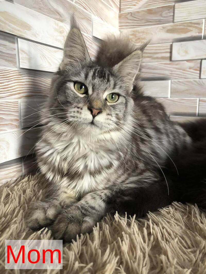 Flora Maine Coon female black tabby - live animals