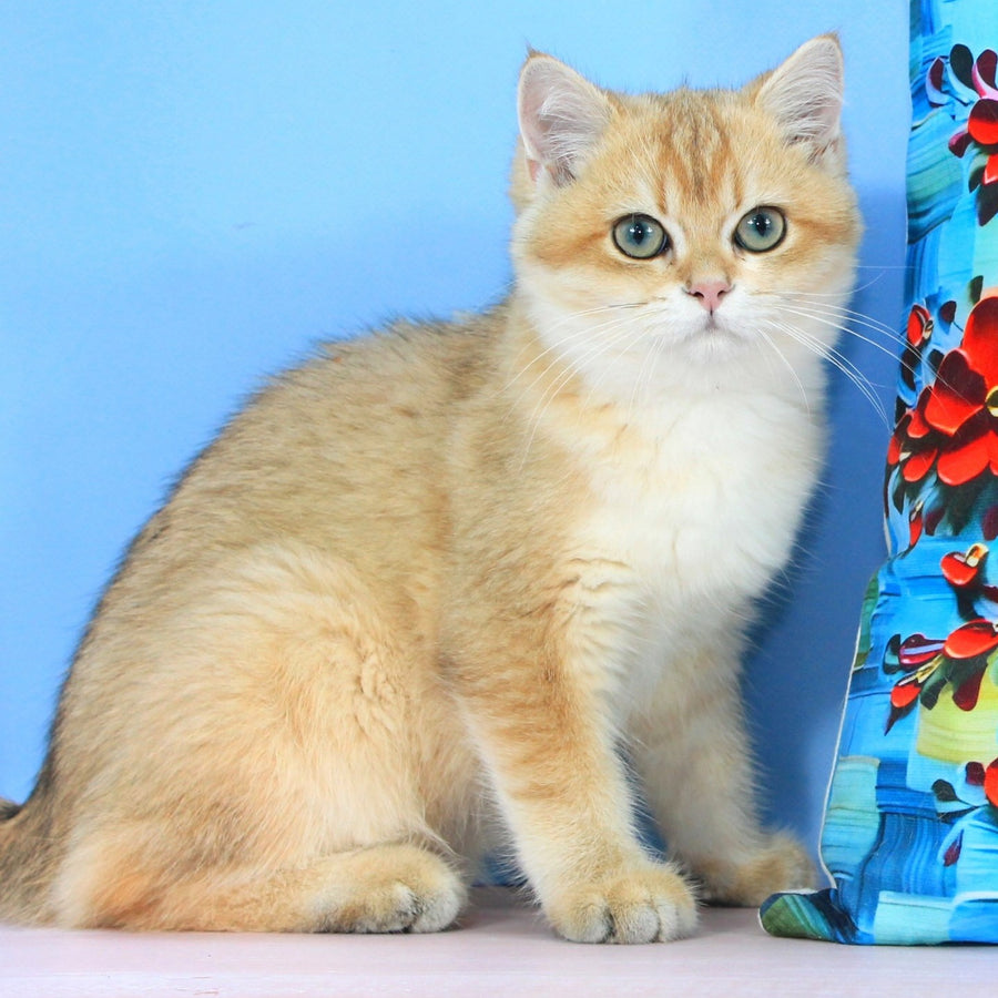 Quentin British Shorthair male, black golden shaded