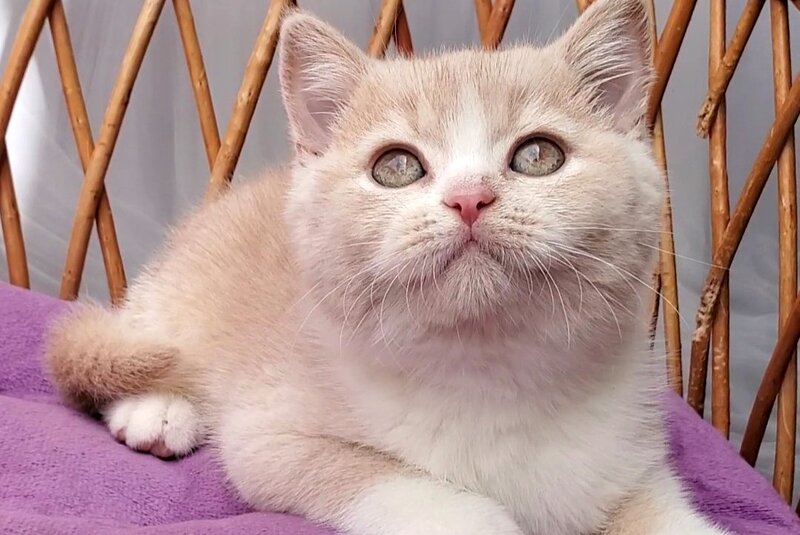 Uno British Shorthair male cream bicolour - live animals