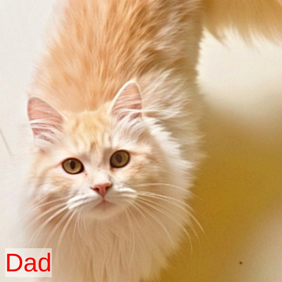 Еlvis Siberian male, red tabby