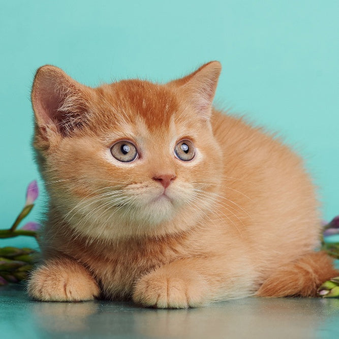Puffy British Shorthair male, red
