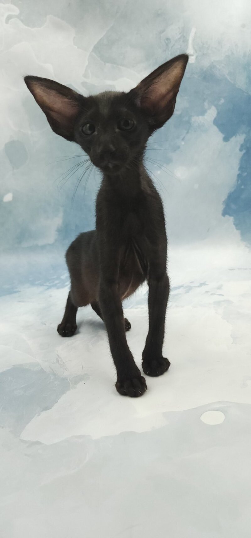 Orville Oriental Shorthair male, black