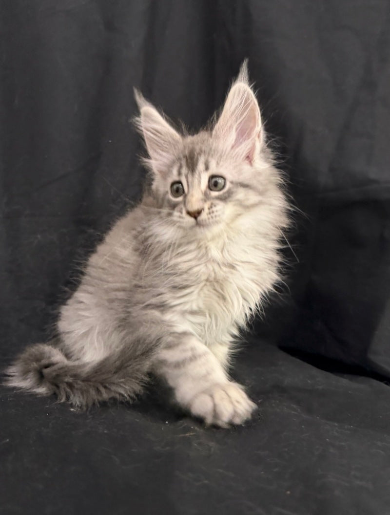 Zelda Maine Coon female, blue silver tabby
