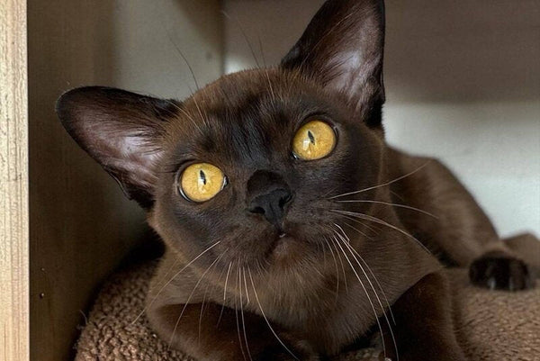 Unika Burmese female black - live animals