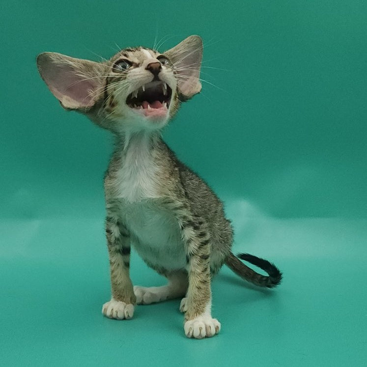 Valery Oriental Shorthair female, black tortie bicolour spotted tabby