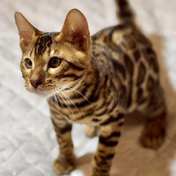Kent Bengal male, black spotted tabby