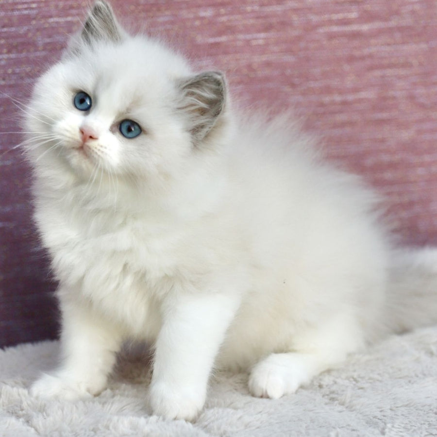 Lincoln Ragdoll male, blue bicolour