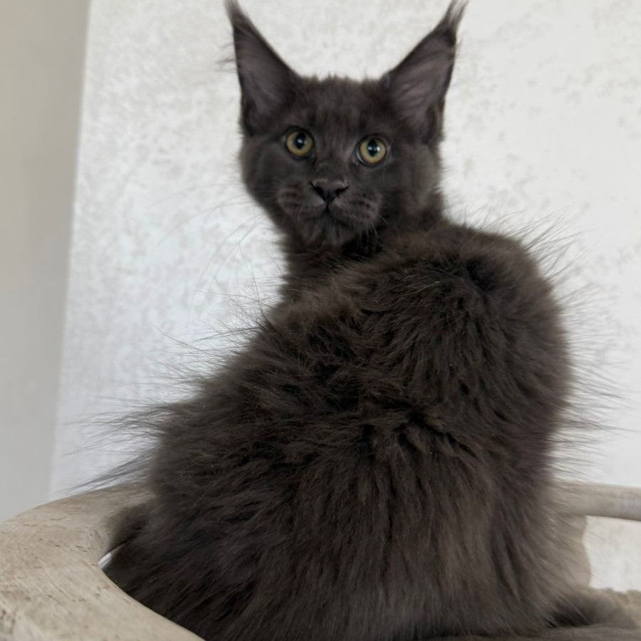 Jina Maine Coon female, blue silver with white